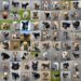 64 images